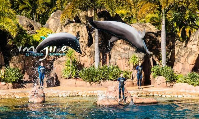 two dolphins jumping out of the water in an amusement park